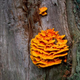 chicken of the woods
